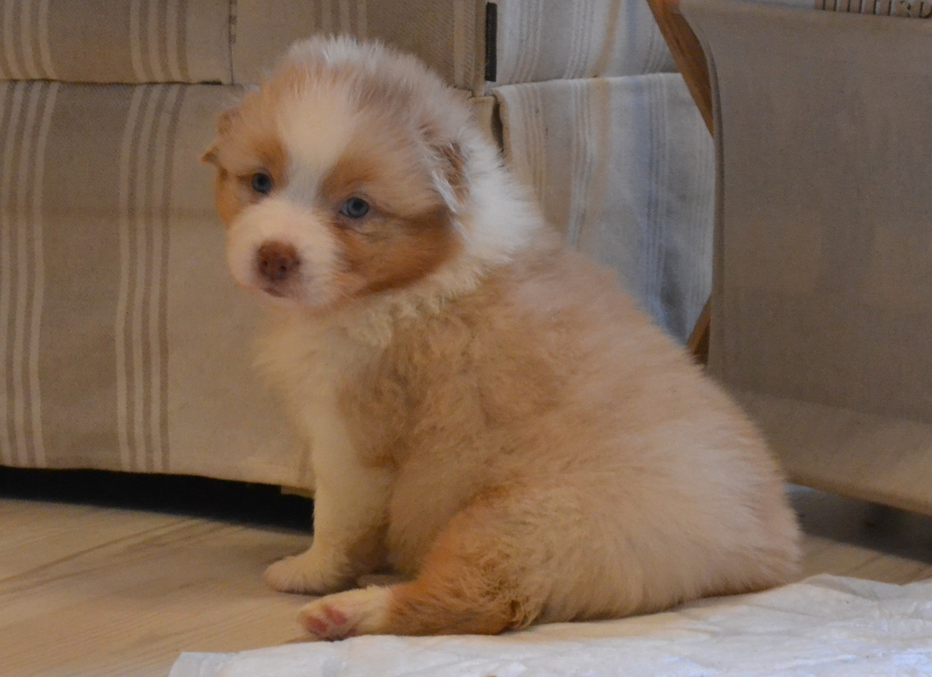 Golden Oldie's Dreamer 2015